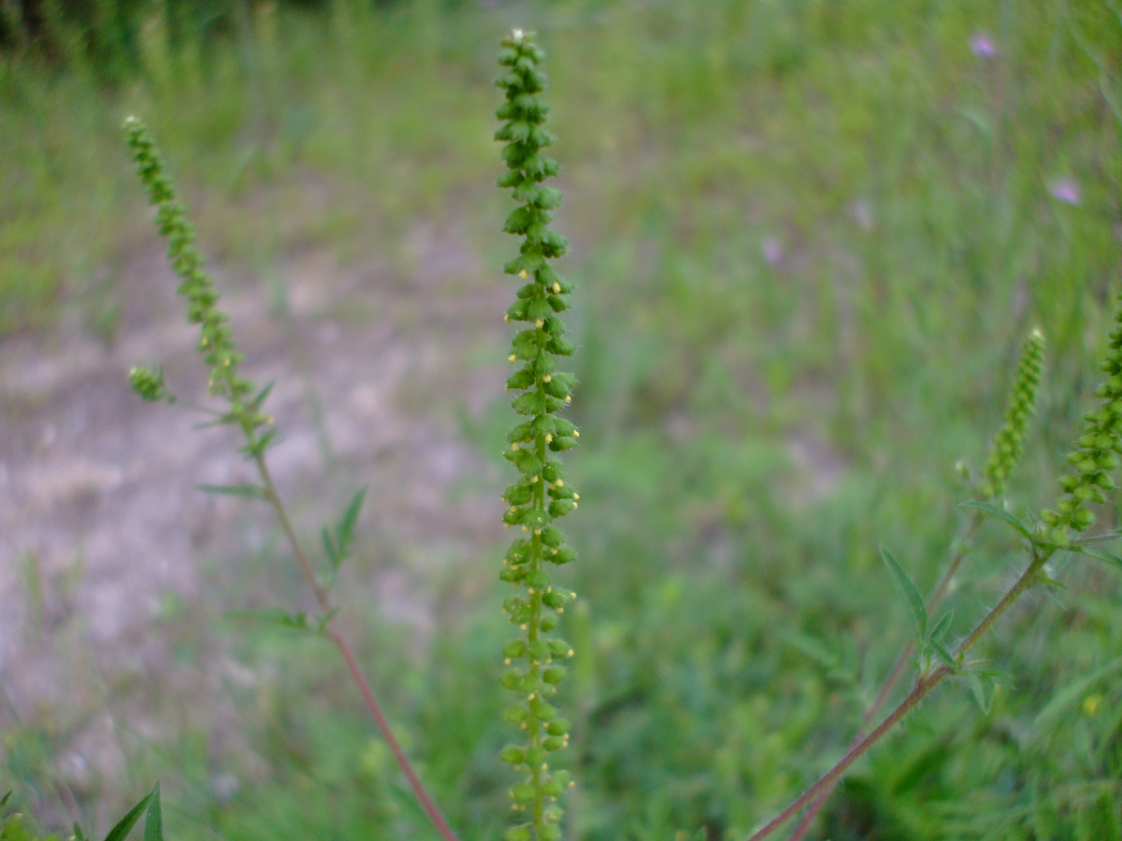Ambrosia artemisiifolia